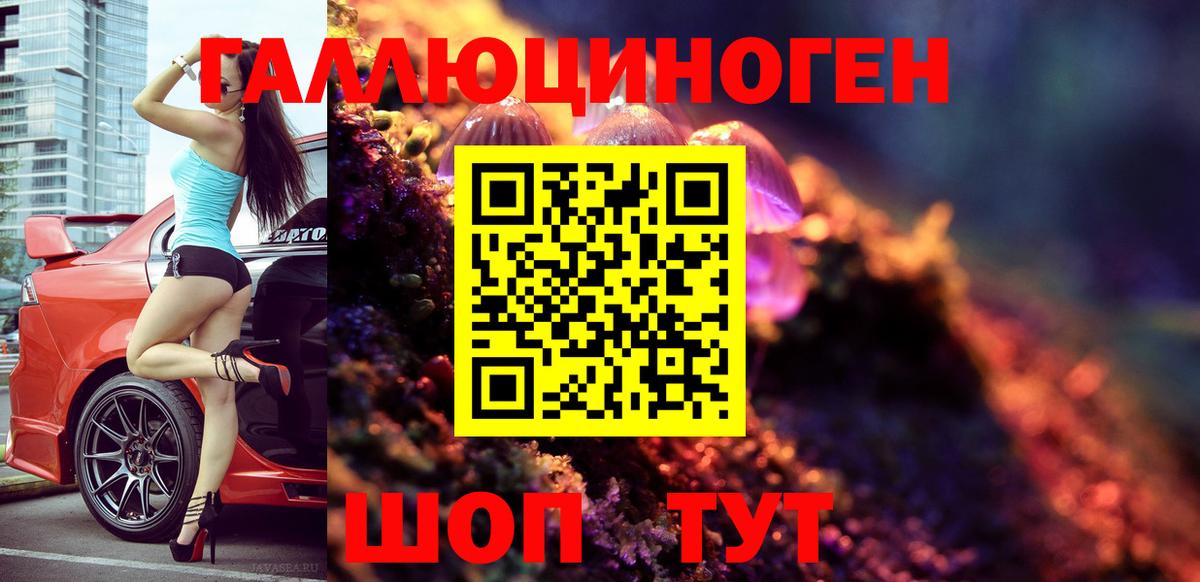 Псилоцибиновые грибы Psilocybe Горно-Алтайск